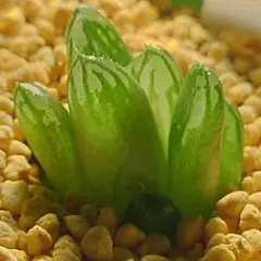 多肉植物　ハオルチア オブツーサ錦バイオレッド　6のサムネイル