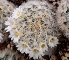 残り３株！マミラリア カルメナエ 黄棘 サボテン 花サボテン 多肉植物のサムネイル