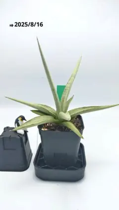 2025年最新】サンセベリアドラゴンの人気アイテム - メルカリ