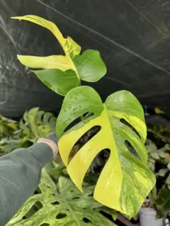 moca♡*様 リクエスト 2点 まとめ商品