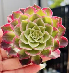 新入荷 多肉植物 アエオニウム 魅金ローズ錦 超美苗1株 根土付き発送