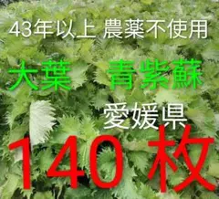大葉 140枚 シソ 青じそ 野菜 43年以上 農薬不使用 リピ増 No.52のサムネイル