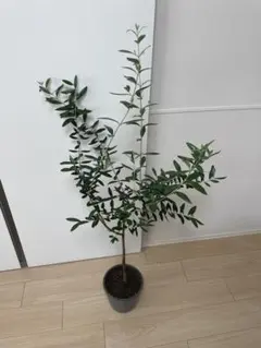 ⭐︎紫の花が咲く幻のユーカリ⭐︎ アルボプルプレア - メルカリ