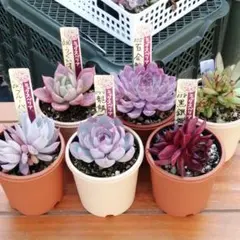 2026年最新】おらいさんの人気アイテム - メルカリ