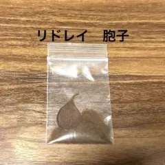 ビカクシダ　リドレイ胞子のサムネイル