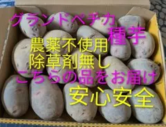 濃厚な甘みとコク！北海道発自然栽培デストロイヤー 10kg(S〜L混み