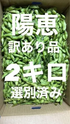 #18 訳あり品 枝豆 陽恵　2キロ　有機肥料　選別済みのサムネイル