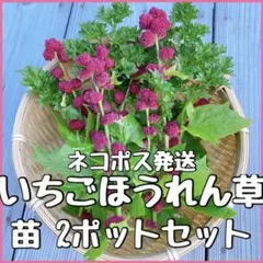 ⑳ラスト【ネコポス】いちごほうれん草苗2ポット★ハーブ野菜の苗