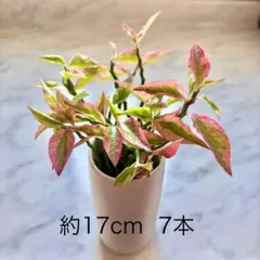 ペディランサス 大銀龍 ダイギンリュウ 大銀竜 7本 約17cm 挿し木 挿し芽のサムネイル