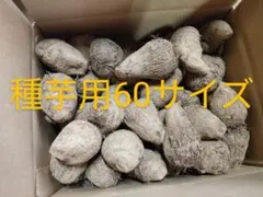 2026年最新】里芋女早生の人気アイテム - メルカリ