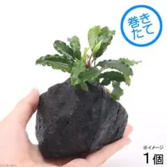 フェアリー　プロフ必読お願いします❗様 リクエスト 2点 まとめ商品