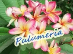 りん໒꒱· ゜様 リクエスト 2点 まとめ商品