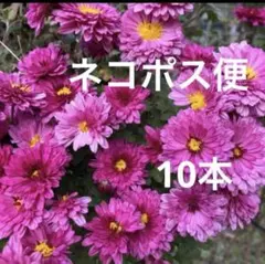 菊苗 10本　根付き抜き苗 ネコポス便発送のサムネイル