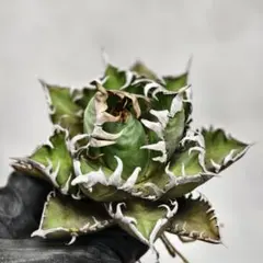 2025年最新】麻花 アガベの人気アイテム - メルカリ