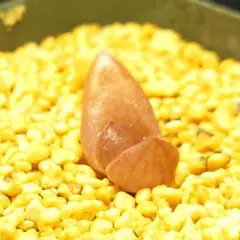 多肉植物　ハオルチア ドラゴンボール　646のサムネイル