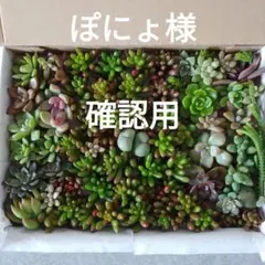 多肉植物カット苗　詰め合わせ