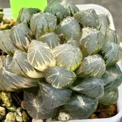 O*Z様 OMオブツーサ錦　親株　超美株　ハオルチア　観葉植物　15