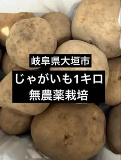[선착순] 기후현산 감자 무농약 재배, 1kg