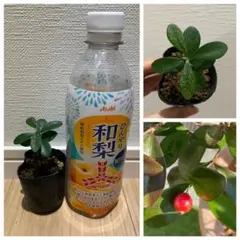 【Moon様専用】【希少果樹・耐寒性熱帯果樹】ポットごと　シダーベイチェリー　苗