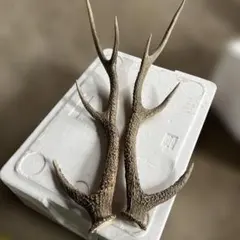 ニホンジカ 鹿の角 2本➕オマケ