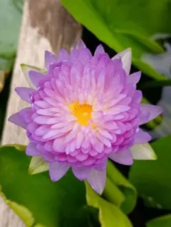 2026年最新】睡蓮苗の人気アイテム - メルカリ