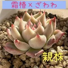 すーちゃん様 リクエスト 3点 まとめ商品