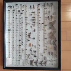 有尾類 イモリ サンショウウオ 両生類 洋書 図鑑 パルダリウム