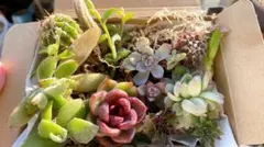 多肉植物 セダム　エケベリア　サボテン　抜き苗　カット苗　寄せ植え　セット