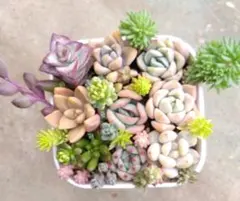 多肉植物　詰め合わせ　カット苗＆抜き苗＆微根色々…