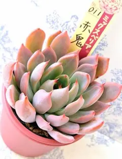 2025年最新】ミックスベリア 赤鬼の人気アイテム - メルカリ