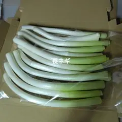 長ネギのサムネイル