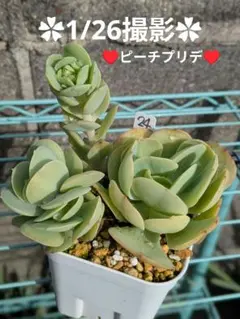 2026年最新】ピーチプリデ 多肉の人気アイテム - メルカリ