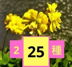 オキザリス 八重黄色 ラベンダー トリトニア イフェイオン 球根 - メルカリ