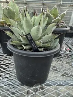 アガベ ホリダ 極上株 極上強刺 Agave horrida 球状株 - メルカリ