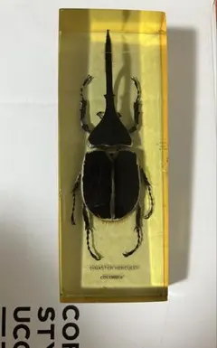 ヘラクレスオオカブト 壁掛け標本 - メルカリ