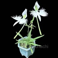 2026年最新】本 山野草の人気アイテム - メルカリ