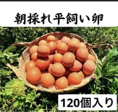 大分県佐伯市産 朝採れ平飼い鶏卵 120個 - メルカリ