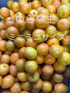 ゆら早生みかん　＊箱込み5キロ ＊家庭用　＊ミニミニサイズ