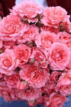 専用ページ　つるバラ苗　挿し木苗　ストロベリー⭐ 専用ページ つるバラ苗 挿し木苗 ストロベリー⭐ バラ苗 挿し木苗