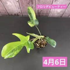 ☆フロリダビューティー☆フィロデンドロン☆のサムネイル