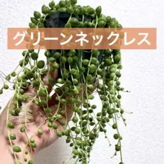 グリーンネックレス ♡カット苗♡多肉植物♡縁起の良い観葉植物♡良縁を招く♡