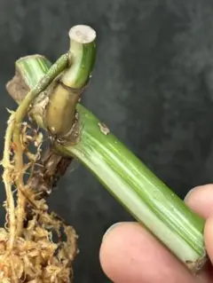 A7 斑入り モンステラ ボルシギアナ ホワイトタイガー 茎伏せ - メルカリ