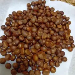 말린 비파 씨앗, 재배용 비파 종자, 장식용