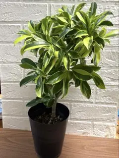 2025年最新】ファグラエアの人気アイテム - メルカリ