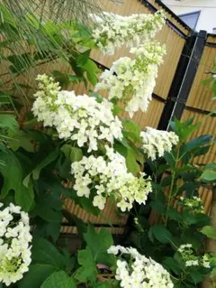 G 八重咲きカシワバアジサイ 柏葉紫陽花 スノーフレーク抜き苗1本