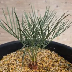 2026年最新】サイカスの人気アイテム - メルカリ