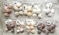 ミニ貝殻100枚
