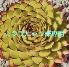 2026年最新】輸入センペルの人気アイテム - メルカリ