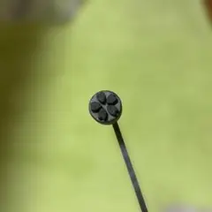 こしあん様 リクエスト 2点 まとめ商品