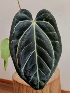 2026年最新】anthurium carlablackiaeの人気アイテム - メルカリ